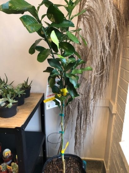Grapefruit tree 5 gallons