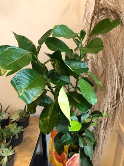 Grapefruit tree 5 gallons - Image 2