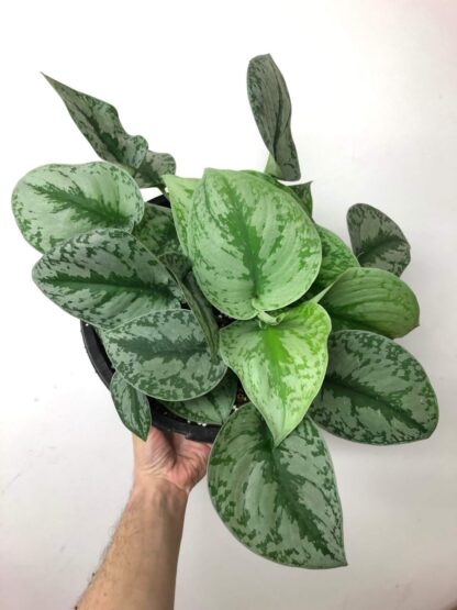 Pictus en panier suspendu 10’’
