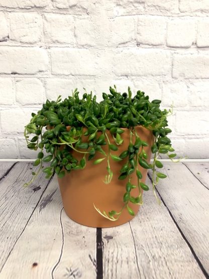 Senecio teardrops - string of beads – Image 2