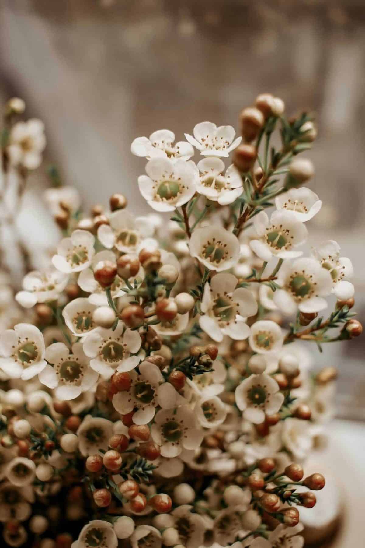 Bouquet de fleurs blanches - Le jardin de Mathilde