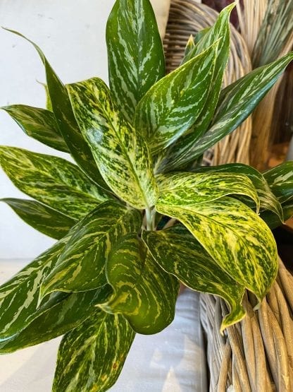 Agloaenama golden Madonna 6"