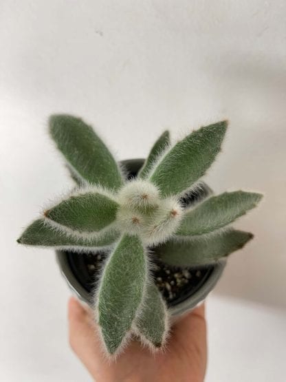 Kalanchoe hairy 3.5’’