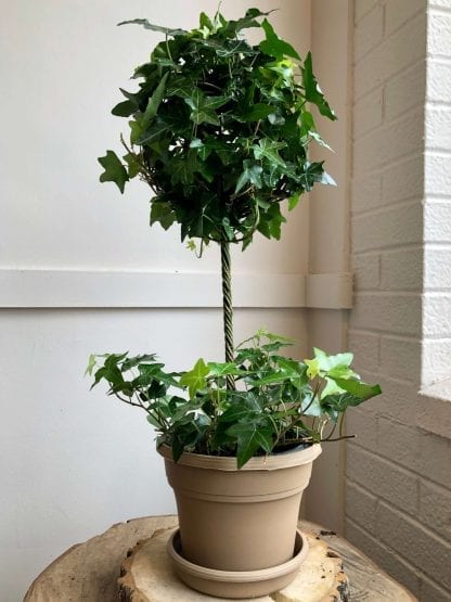 Ivy in 6'' topiary