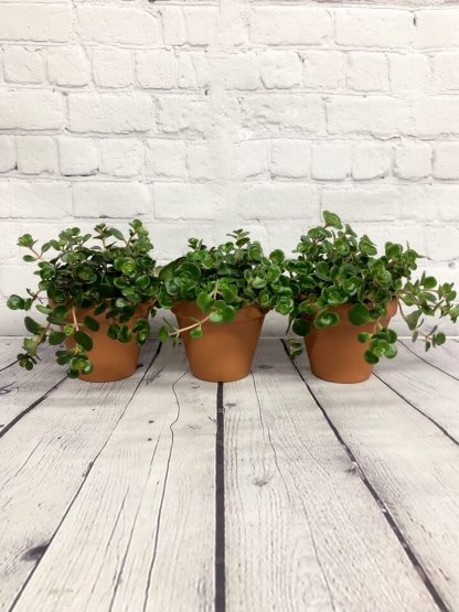 Sedum Makinoi 3.5”