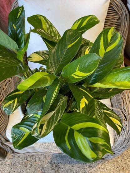 Ctenanthe Lubbersiana 10"