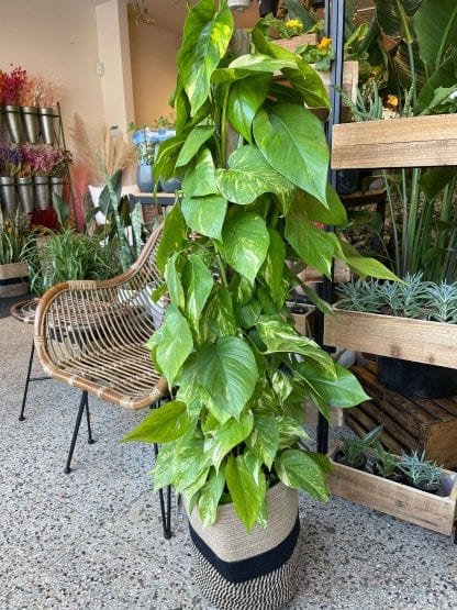 Pothos golden totem 10"