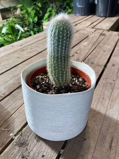 Cleistocactus 4’’