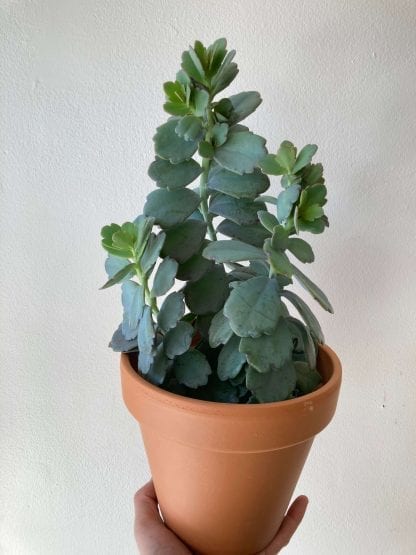 Kalanchoe fedtschenkoi 6’’