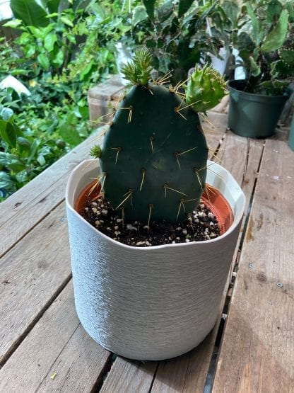 Opuntia engelmannii