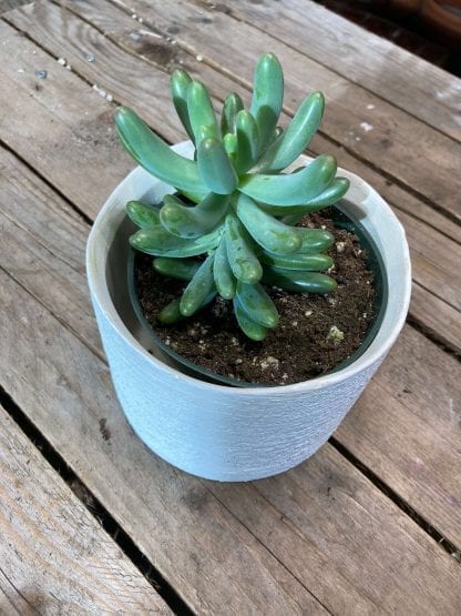 Sedum globular 4''