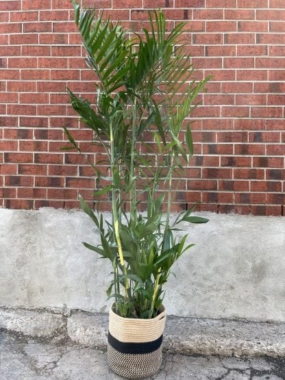 Bamboo chamamadorea florida hybride 10"