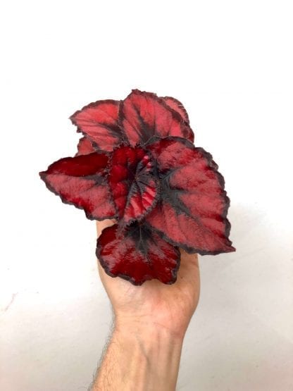 Bégonia rex assorti 3.5”
