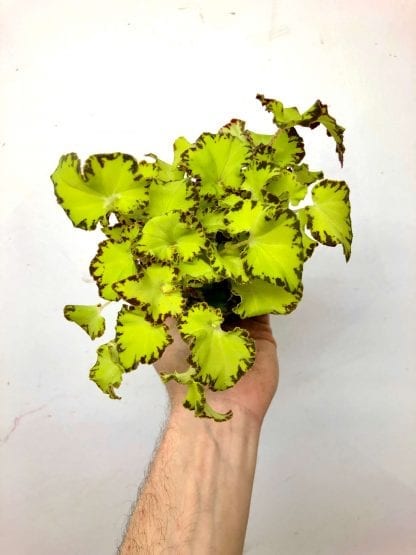Bégonia rex assorti 3.5” – Image 3