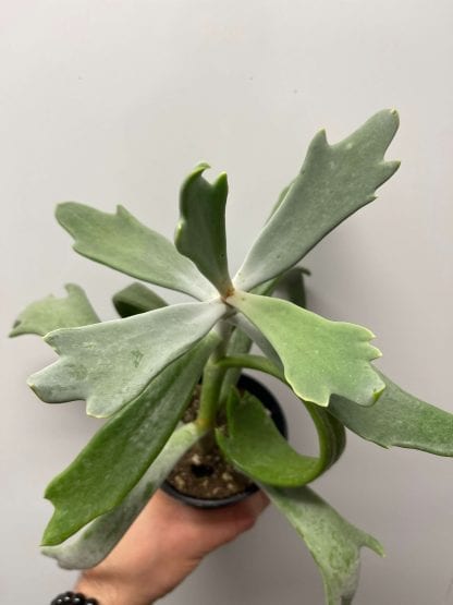Cotylédon Orbiculata Takbok 3.5"