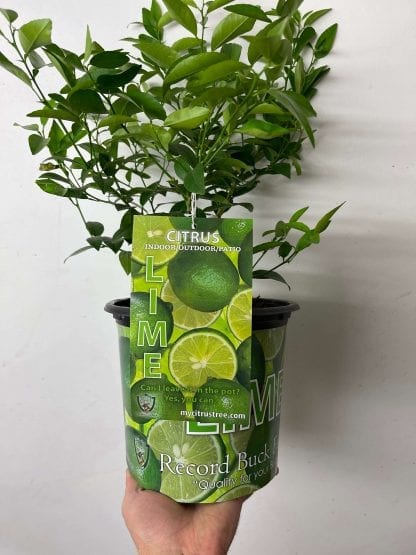 Lime 1 Gallon