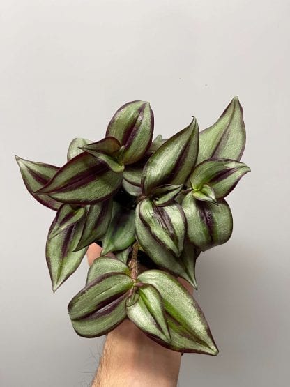 Tradescantia zebrina 4"