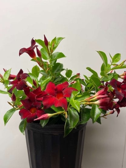 Dipladenia 10" – Image 2