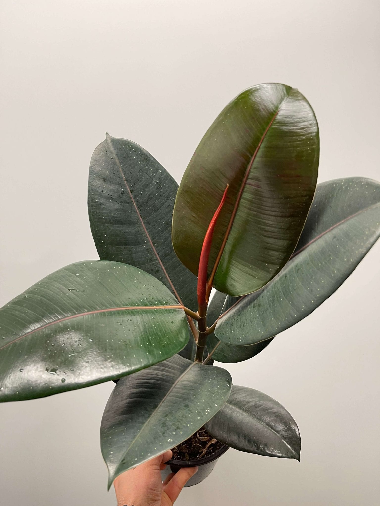 Bouturer un ficus elastica