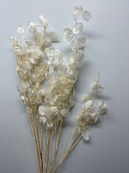 lunaria
