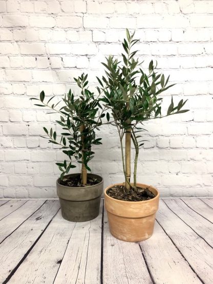 Olivier 6" with its pot cover