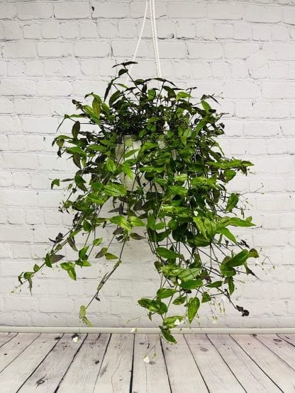 Gibasis - 6" Bridal Veil