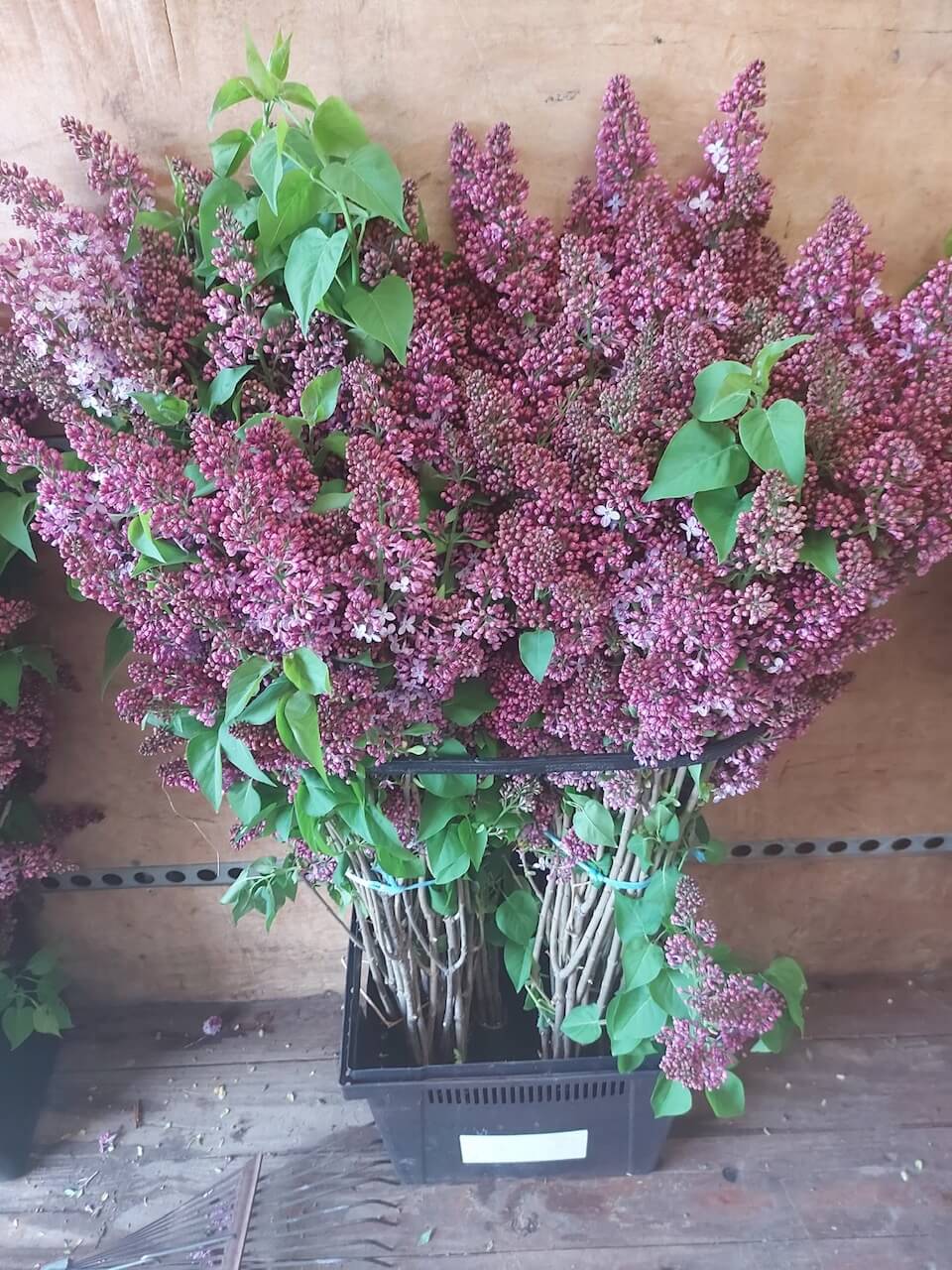 Lilas du Québec – Image 2