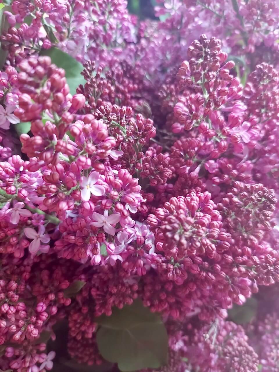 Lilas du Québec