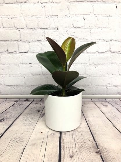 Ficus Elastica Sophia 5”