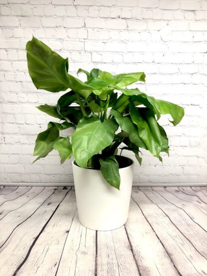 Philodendron Wilsonii Giganteum 10” NEED LOVE