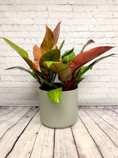 Philodendron Prince of Orange 10”