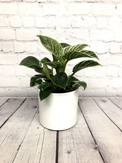 Rosa White 5" pot cover - Image 2