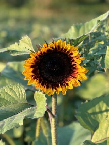 Promo d'été Tournesols Local – Image 2