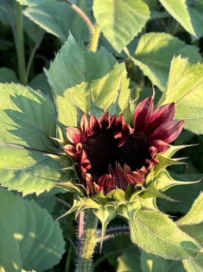 Promo d'été Tournesols Local – Image 3
