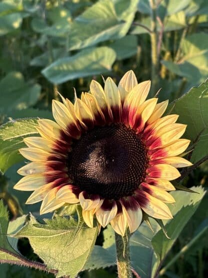 Promo d'été Tournesols Local – Image 4