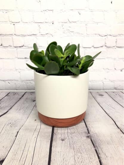 Crassula Jade 6”