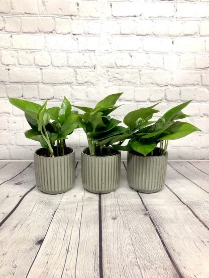 Pothos Jade 3.5”