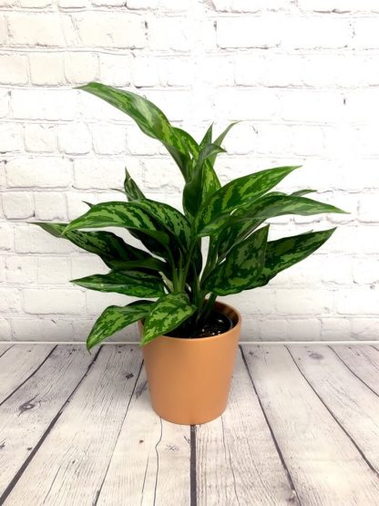 Aglaonema super maria 5”