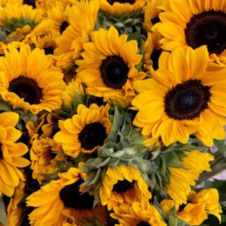Promo d'été Tournesols Local