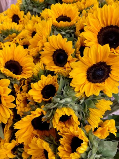 Promo d'été Tournesols Local