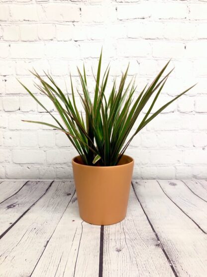 Dracaena marginata 3.5