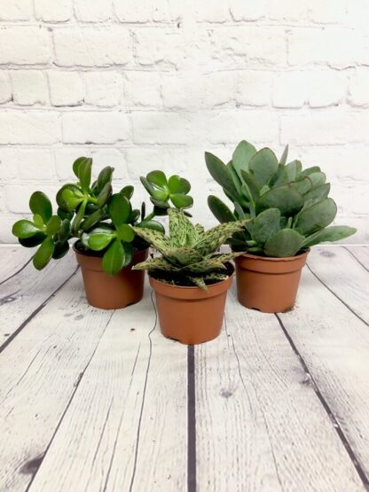 Assorted succulents 3.5''.
