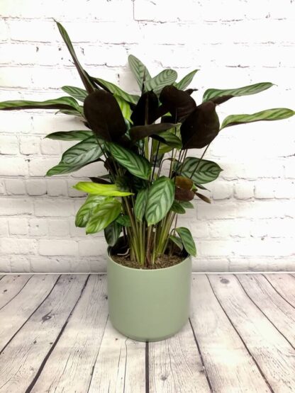 Calathea Exotica 6.5”