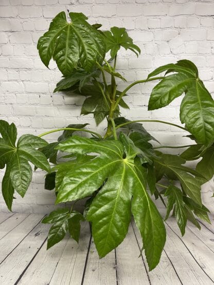 Aralia fatsia japonica 6''