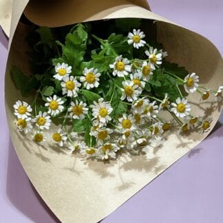 Camomille à la botte