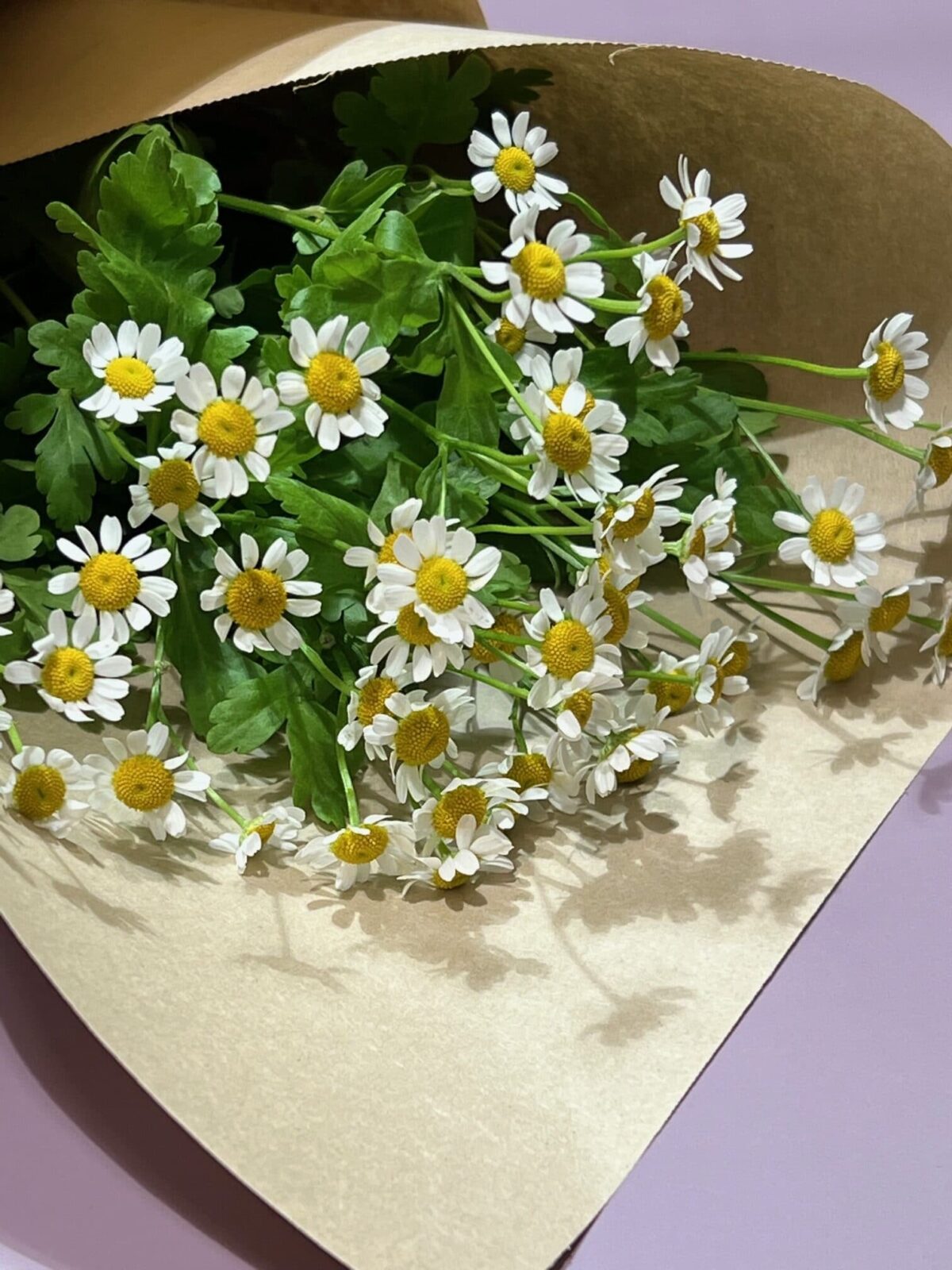 Camomille à la botte