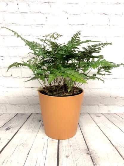 Davalia fern 6"