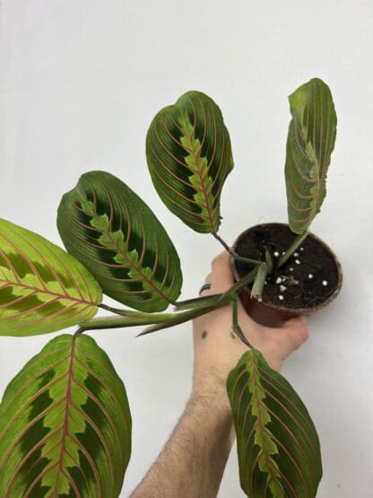 4" Red Maranta