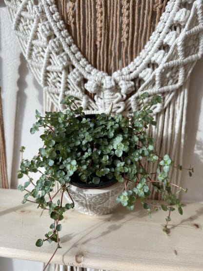 Pilea aquamarine 4"