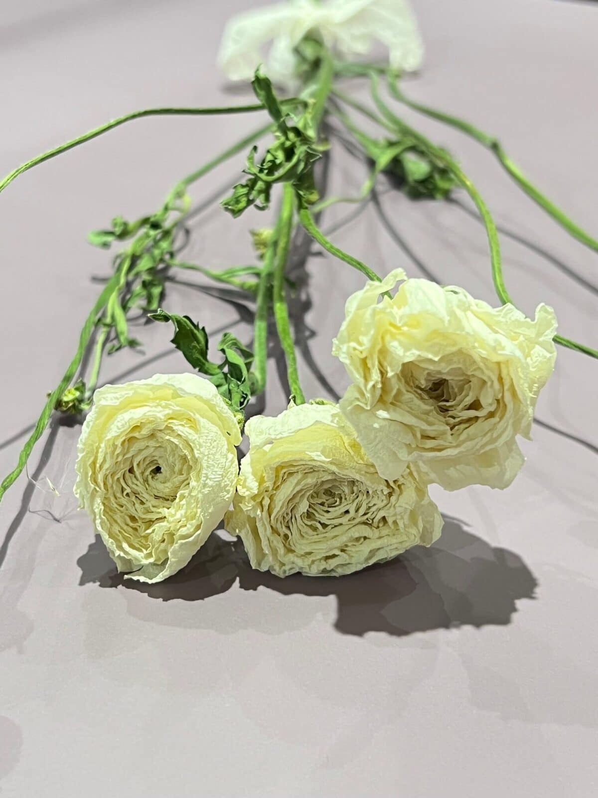 Dried ranunculus - Fleuriste Montréal Le Jardin de Mathilde